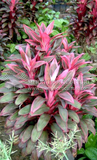 Cordyline terminalis 'Thai Dwarf'